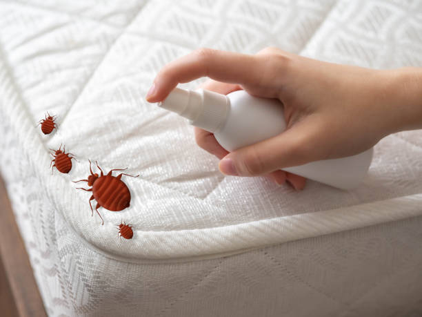 Emergency Pest Control Services in Brushy Creek, TX